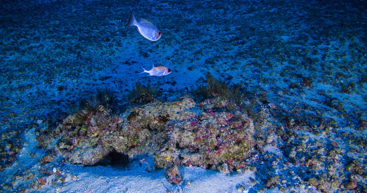 Brazilian Reef Fishes Book is the Most Comprehensive Reference to Date, Reef Builders