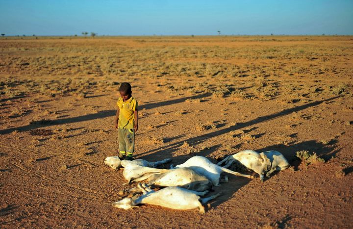 A boy looks at a flock of dead goats in northeastern Somalia on Dec. 15. The United Nations said this week that 5 million Somalis are facing food insecurity because of an ongoing drought.