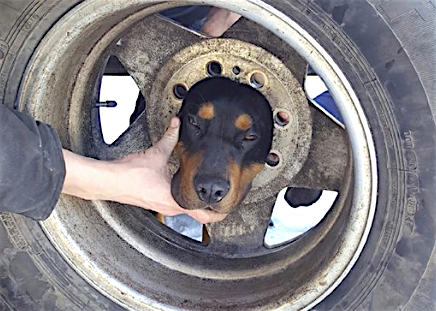 Blaze found himself in a precarious situation after he stuck his head through a tire wheel in Butte, Montana, on Monday after