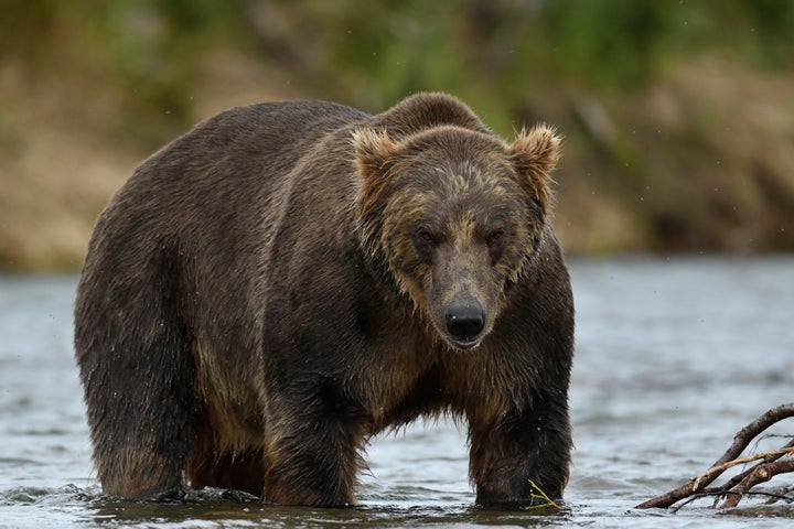 Grizzly fishing in a river in Alaska.