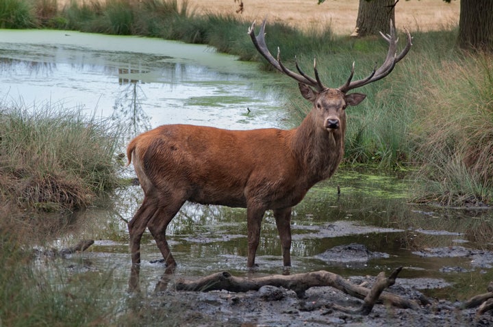 Red deer.