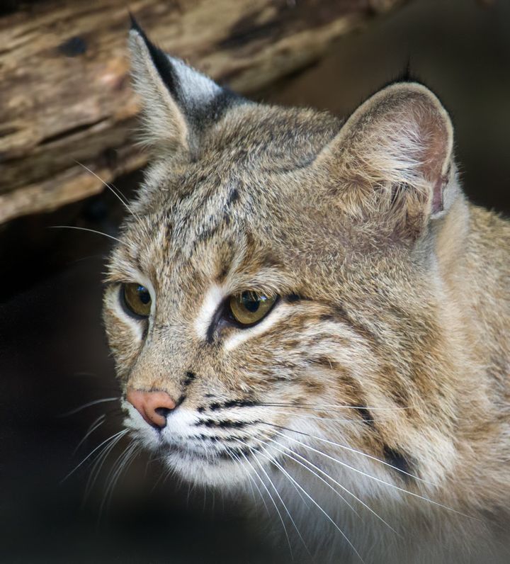 A 25-pound female bobcat named Ollie escaped from the Smithsonian's National Zoo in Washington, D.C., on Monday.