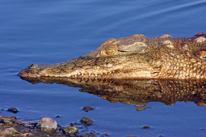 South African crocodile.