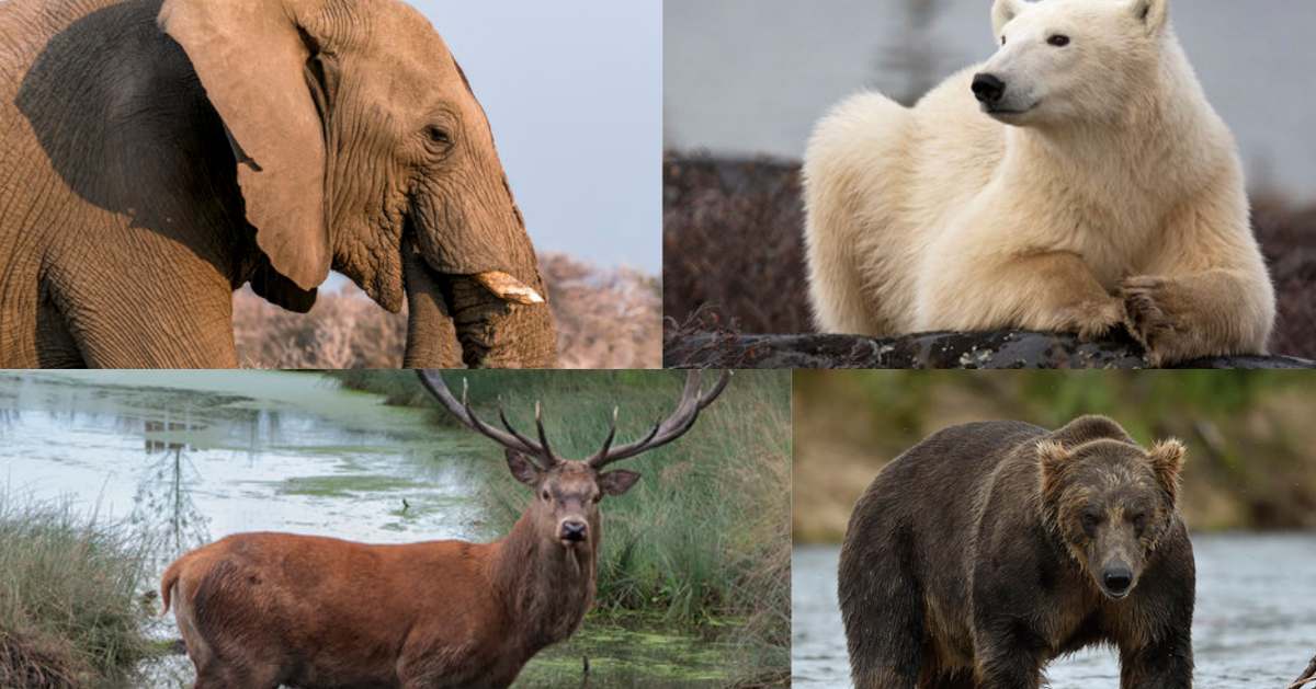 Trophy Hunters Gather At Safari Club International Convention To Bid On