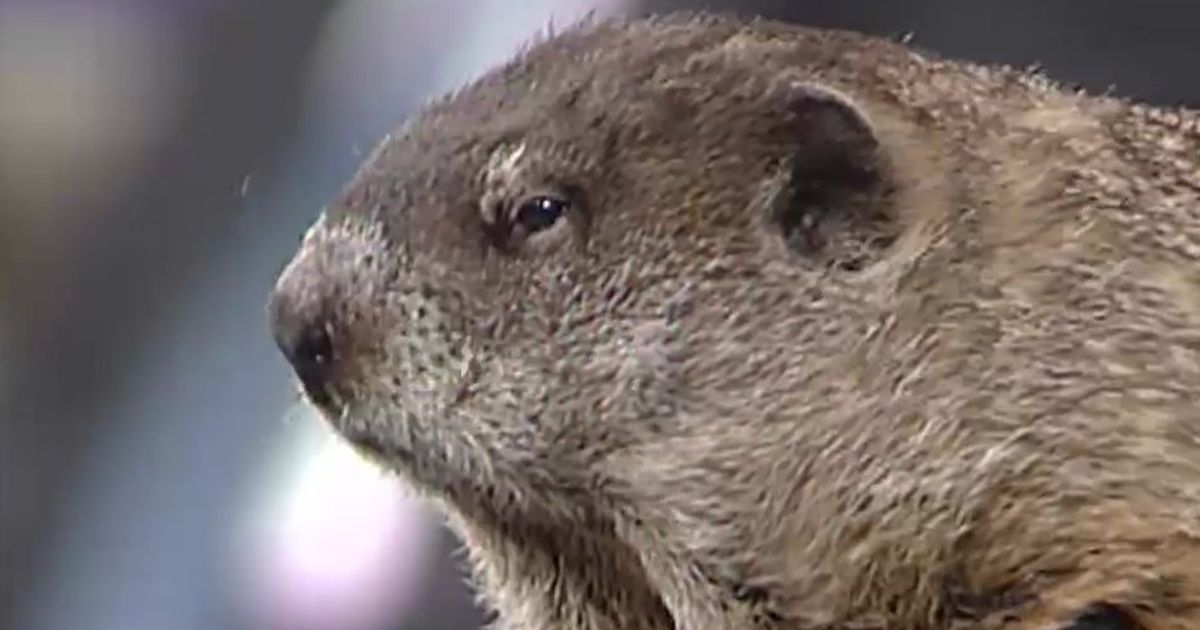 That Time Punxsutawney Phil Appeared On 'The Oprah Winfrey Show