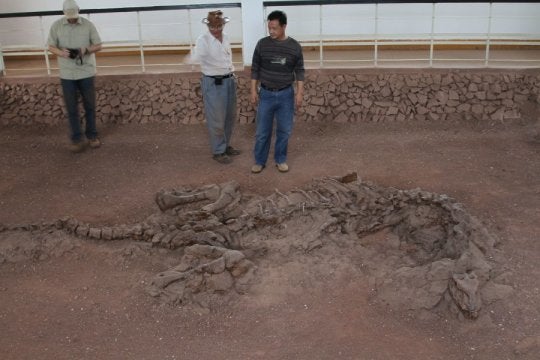 Skeleton of the 195-million-year-old dinosaur Lufengosaurus preserved as found in the ground in Yunnan Province China.