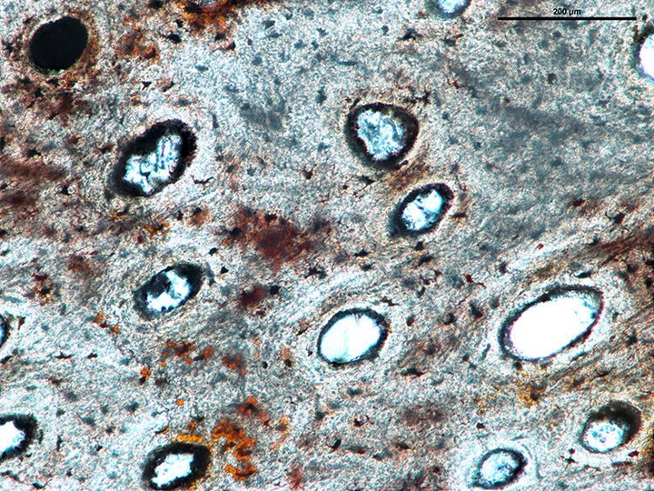 Close-up of a cross section of the Lufengosaurus rib. It shows how the bone was organised around vascular canals that contained blood vessels.