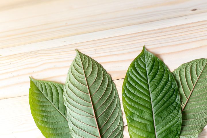 Leaves of Mitragyna speciosa, which are typically dried and crushed to make kratom.