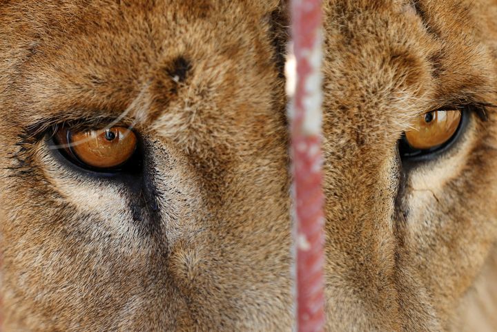 A starving lion is seen in its cage at Mosul's zoo in Iraq on February 2, 2017.