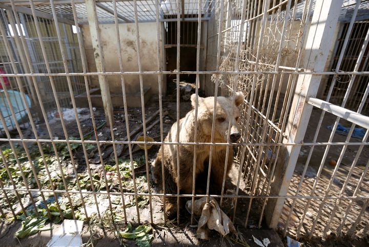 A bear is seen in the cage of Nour Park at Mosul's zoo in Iraq on February 2, 2017.