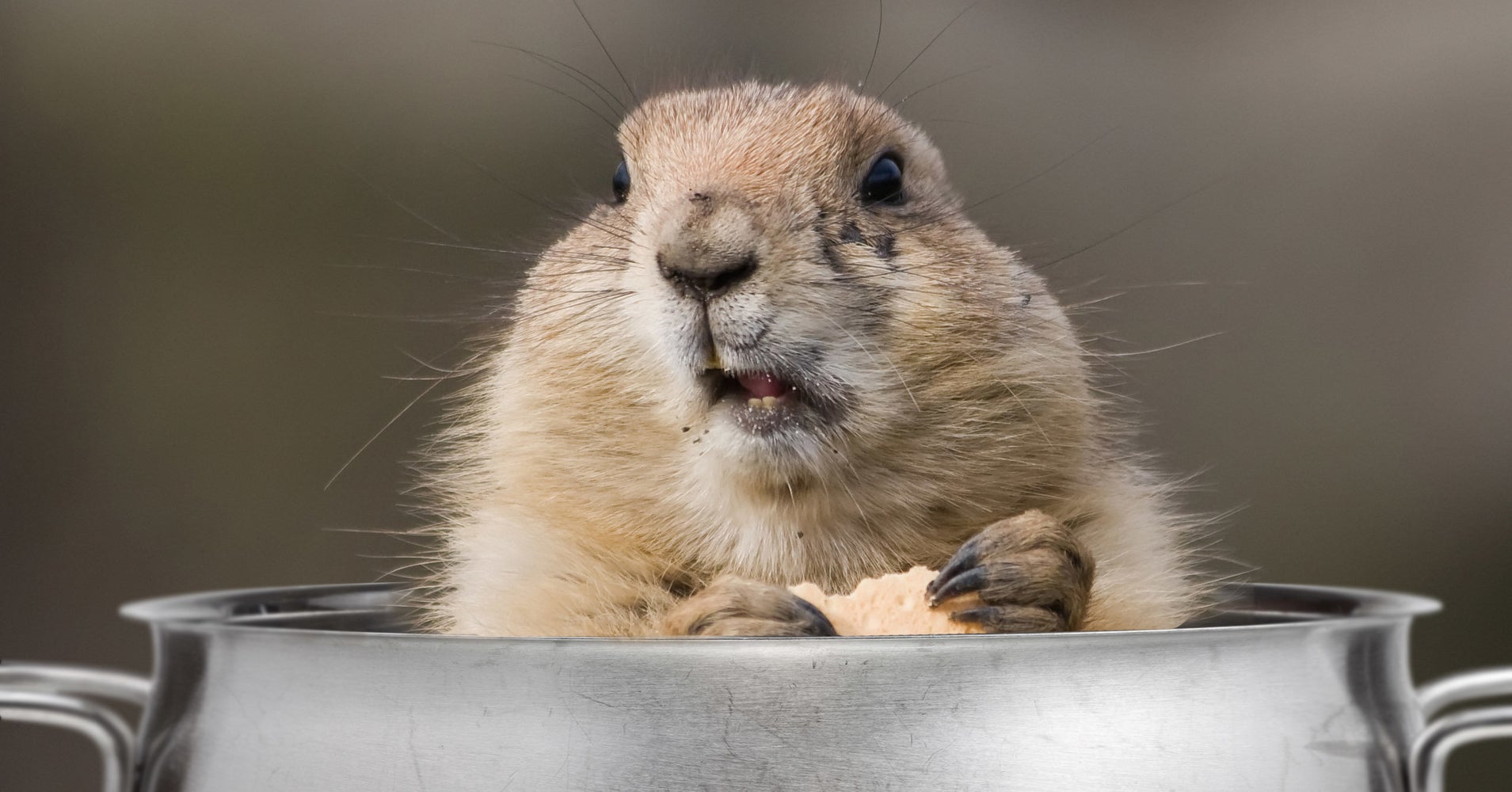 Ugh More Winter Here Are Some Delicious Groundhog Recipes HuffPost Ugh more winter here are some delicious groundhog recipes huffpost