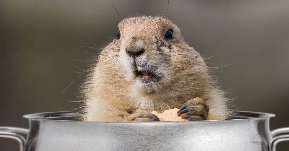 Ugh, More Winter ... Here Are Some Delicious Groundhog Recipes ...