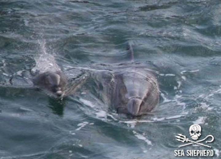 Mother and Baby Dolphin. Their Bond is Greater than any we can imagine! Non Human Persons.