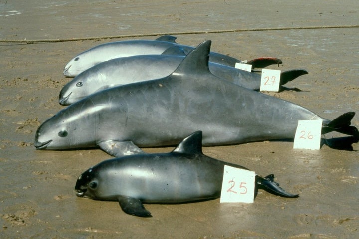 Measuring about 4 to 5 feet in length, vaquitas are the smallest of the cetaceans (dolphins, whales and porpoises), and the only porpoise species found in such warm waters.