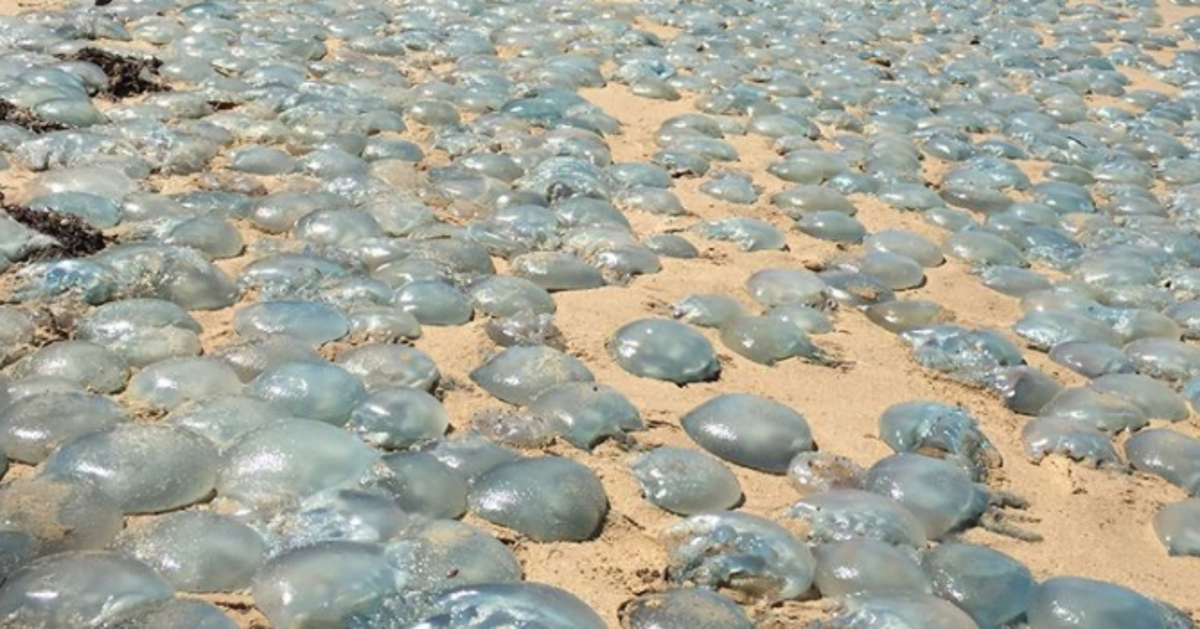 Thousands Of Blue Blubber Jellyfish Wash Up On Australian Beach