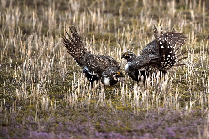 Zinke has voted to prevent protection of the greater sage grouse, the largest grouse in North America.