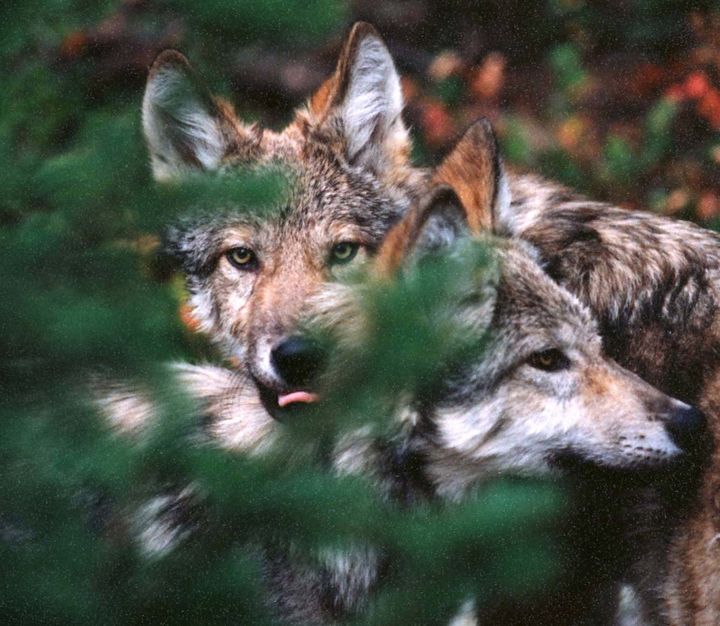 Zinke has also voted to strip federal protections for gray wolves.