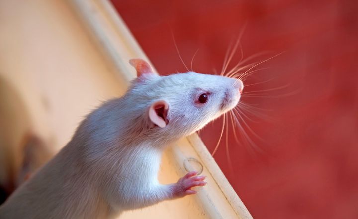 Two rats were found alive in a bin three hours after being 'humanely killed' (file image)