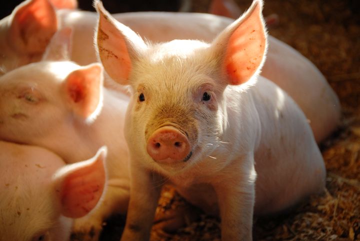 Heart attacks were induced in pigs without the proper licence (stock image)