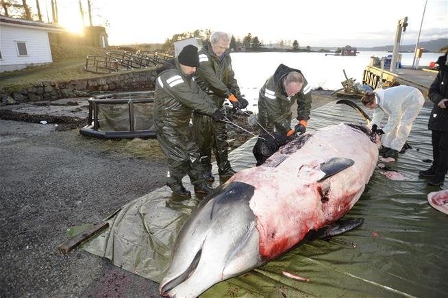 Norwegian researchers examine the body of a goose-beaked whale that scientists believe was driven to beach by the pain and hunger of a belly full of plastic.