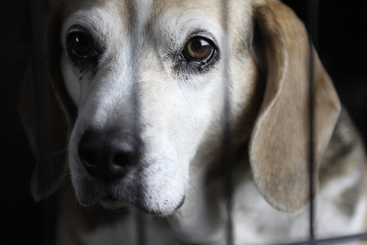 Beagles are the type of dog most commonly used in laboratory testing.