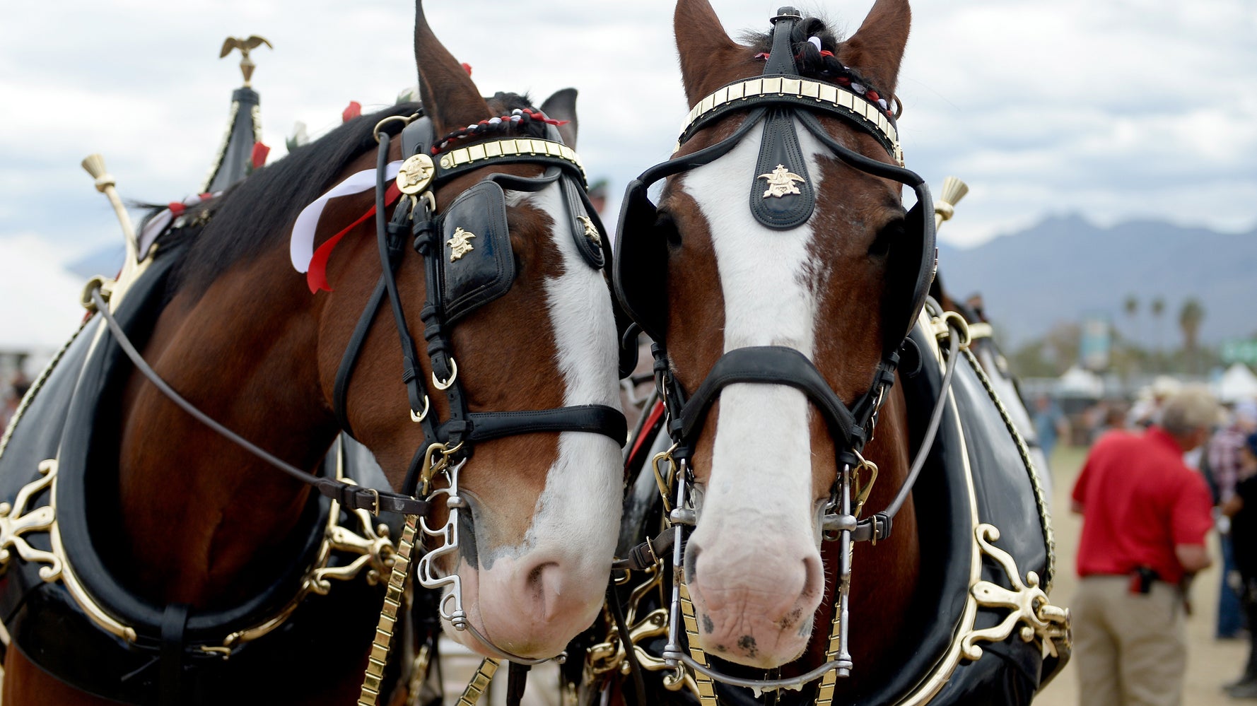 Budweiser's 'Immigration' Super Bowl Ad Triggers Boycott Threat