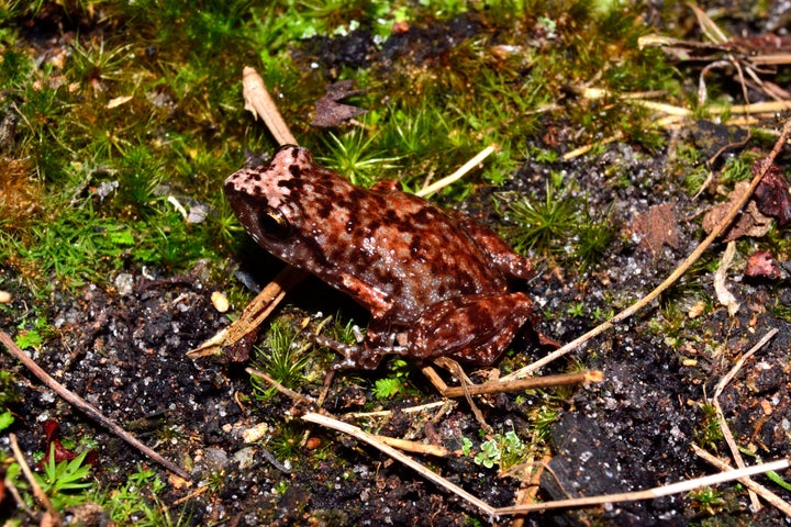 Tiny frog. Slew of baby frogs on a walking path in a nature park