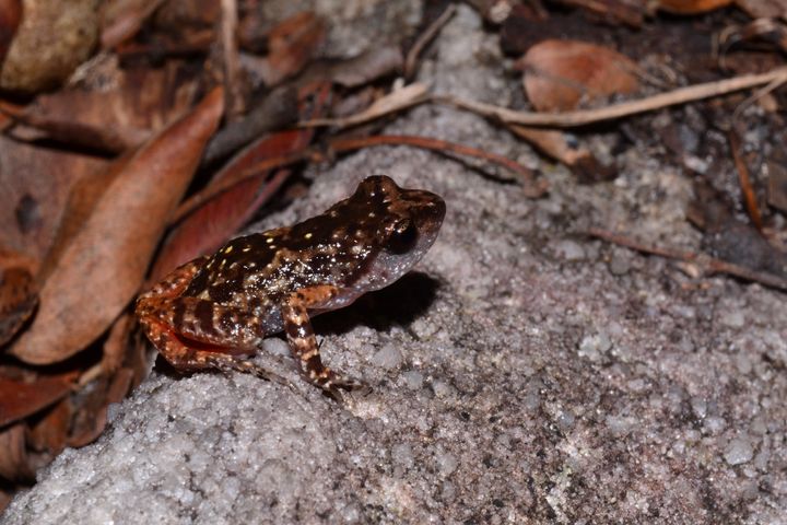 Cave squeakers have brown mottled skin with spots.