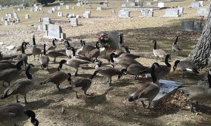 Crooked Neck, middle, and his extended family, search adjacent cemetery for anything resembling grass.