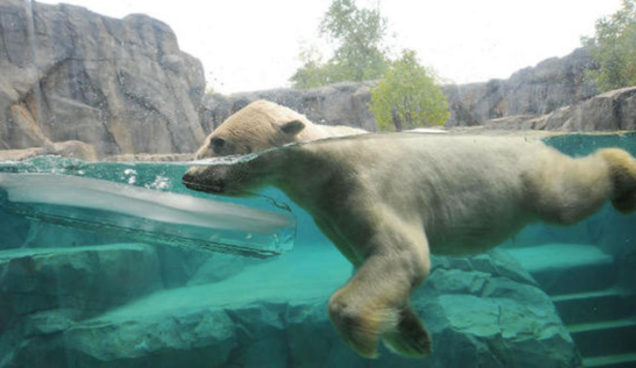 Polar bear at the Brookfield Zoo (Chicago Zoological Society)