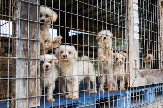 Dogs rescued from a Florida puppy mill in 2015