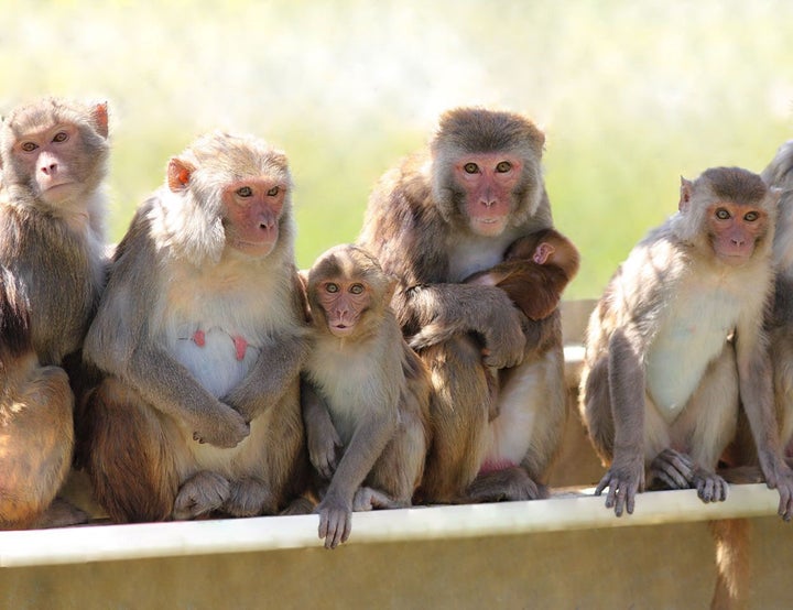 Rhesus macaques at the California National Primate Research Center. Sixteen adult male rhesus monkeys participated in the Vasalgel experiment.