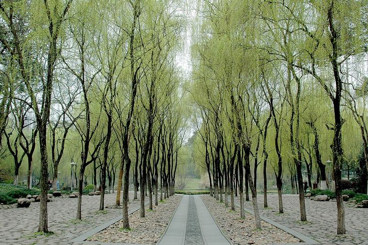 An archway of graceful willow trees leads to the statue of Qian, the first king of Wu
