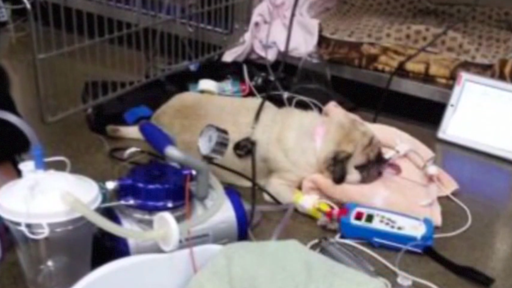 Are Euthanized Pets Used In Dog Food