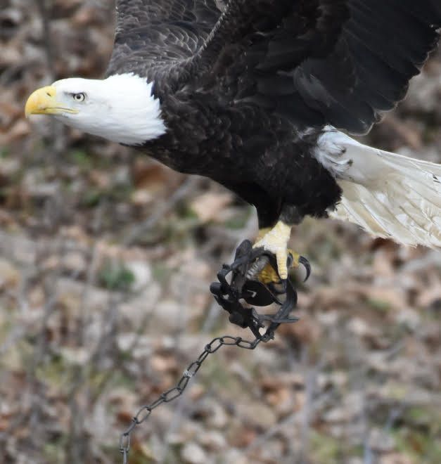 An eagle is seen flying with a leg-hold trap ensnaring its talons in Pennsylvania on Sunday.