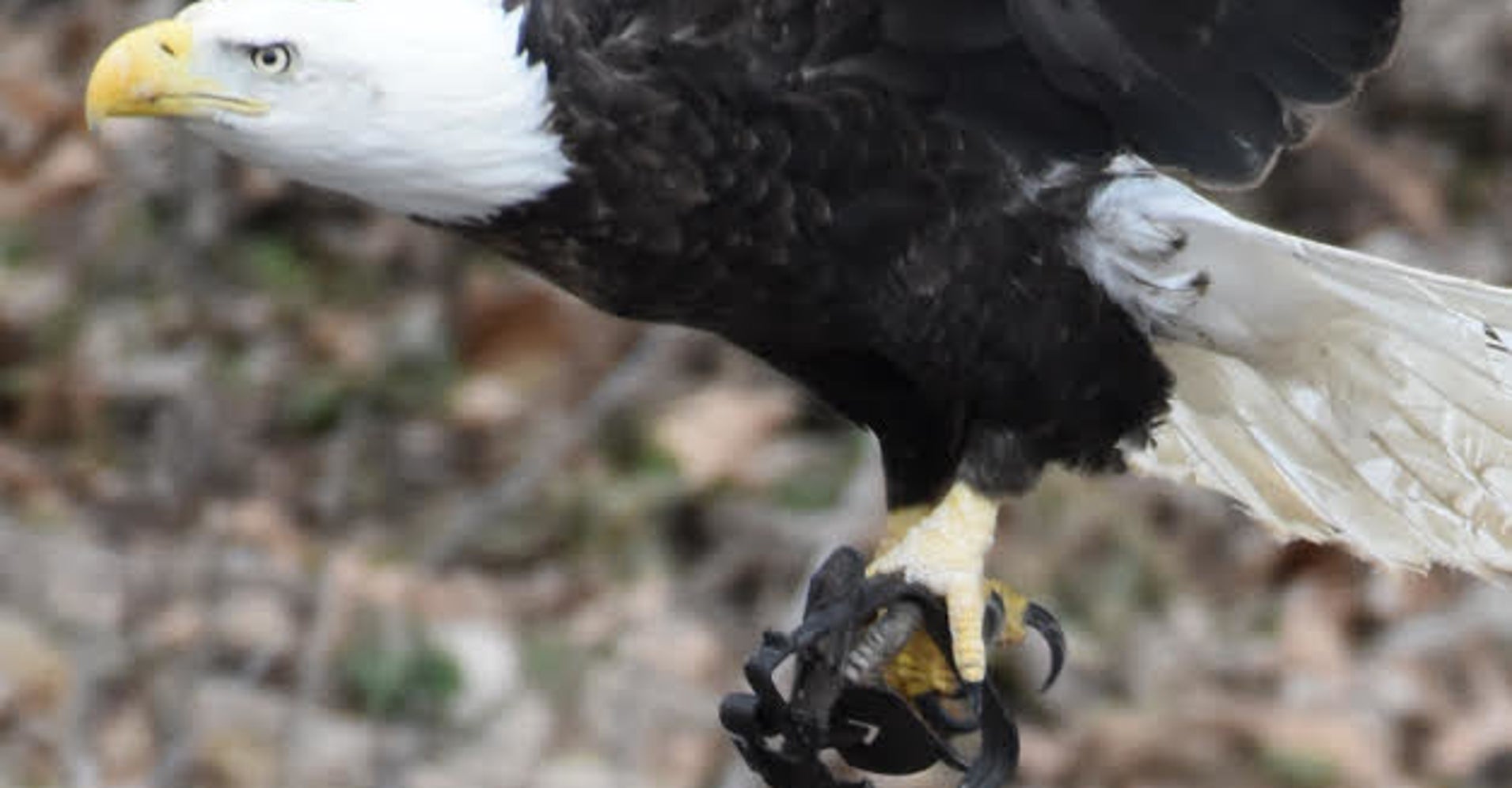 Wildlife Officials Fear Bald Eagle Caught In Leg Trap Could Die | HuffPost
