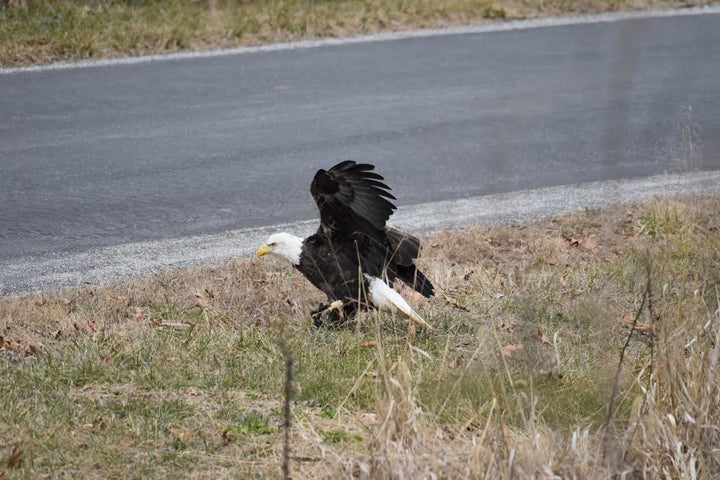 Sue Boardman, who photographed the bird, said she watched it struggle to take flight.