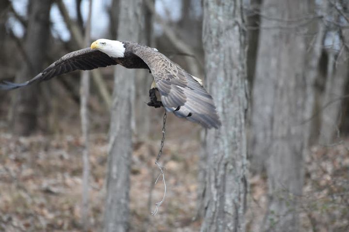 Efforts are underway to free the bird as the trap threatens the eagle's ability to hunt and eat. Boardman said she hopes that anyone looking to find the bird makes sure they stay on public lands.