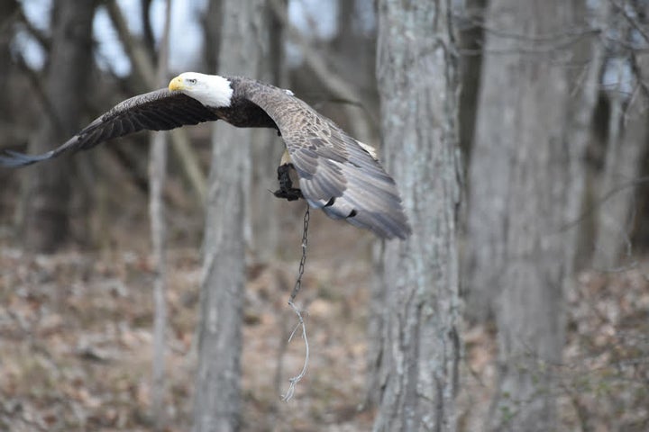 Efforts are underway to free the bird as the trap threatens the eagle's ability to hunt and eat. <strong></strong>Boardm