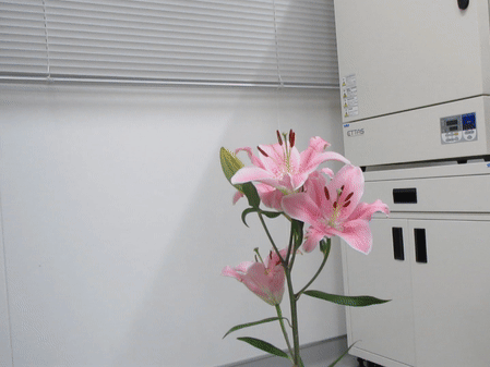 <p>The artificial pollinator brushes a lily.</p>