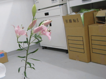 <p>The artificial pollinator brushes a lily.</p>
