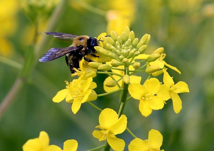 A bee pollinates a canola flower.