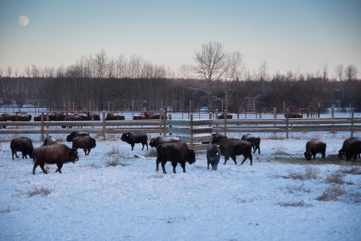 Bison in a handling facility at Elk Island National Park in Alberta, Canada, on Jan. 9. Wild bison were selected from the park’s healthy conservation herd to start a new journey in Banff National Park.