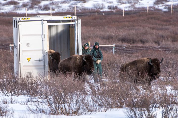 Parks Canada resource conservation staff Saundi Norris and Dillon Watt oversee the bisons' return to Banff National Park in Alberta on Feb. 1.