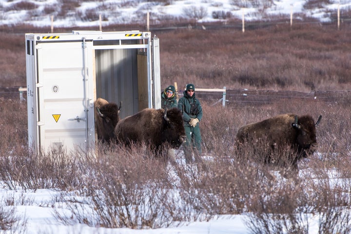 Parks Canada resource conservation staff Saundi Norris and Dillon Watt oversee the bisons' return to Banff National Park in Alberta on Feb. 1.