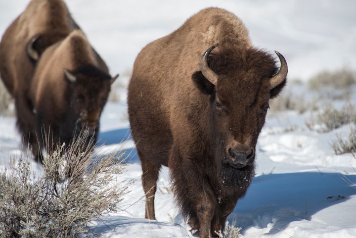Female bison in Yellowstone Park.