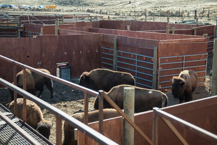 Bison at Yellowstone's Stevens Creek capture facility, awaiting shipment to slaughter, in 2014.