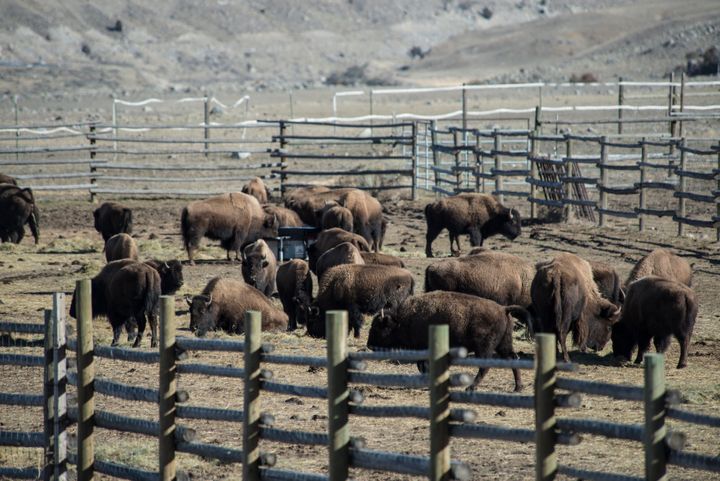 Bison at Yellowstone's Stevens Creek capture facility, awaiting shipment to slaughter, in 2014.
