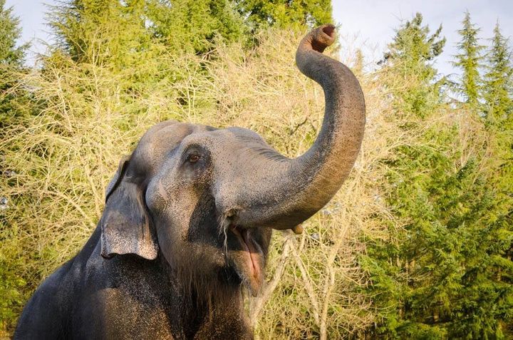 Packy, a 54-year-old elephant, was euthanized at the Oregon Zoo on Thursday.