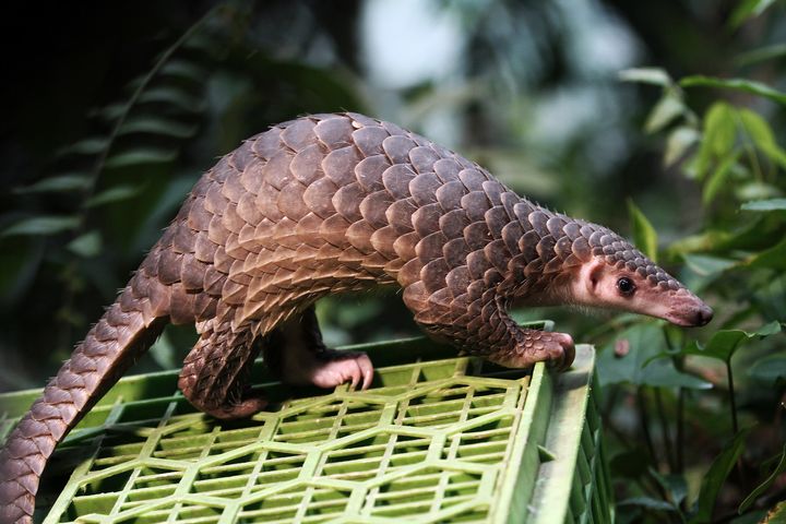 This pangolin was released into the wild after being seized from the illegal trade in Sibolangit, North Sumatra, Indonesia on April 27, 2015.